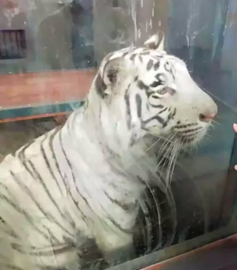 Den berörda tigern i fråga. Foto: Asia Wire Den berörda tigern i fråga. Foto: Asia Wire